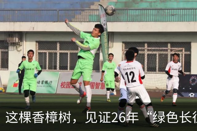 这棵香樟树，见证26年“绿色长征”